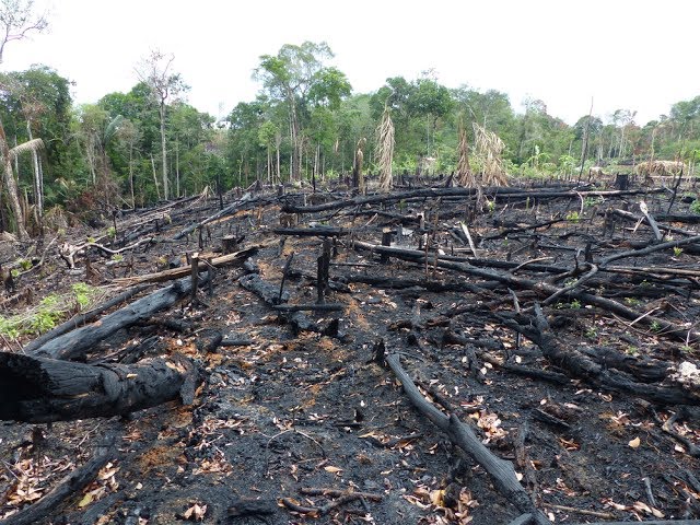 Deforestation: Facts, Causes & Effects