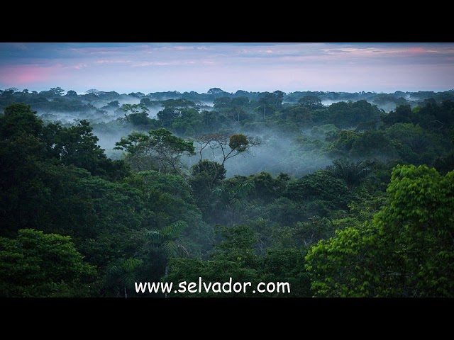 selvador - saying thank you for the rainforests