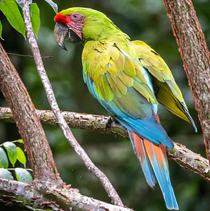 alt="green macaw in guapiles"