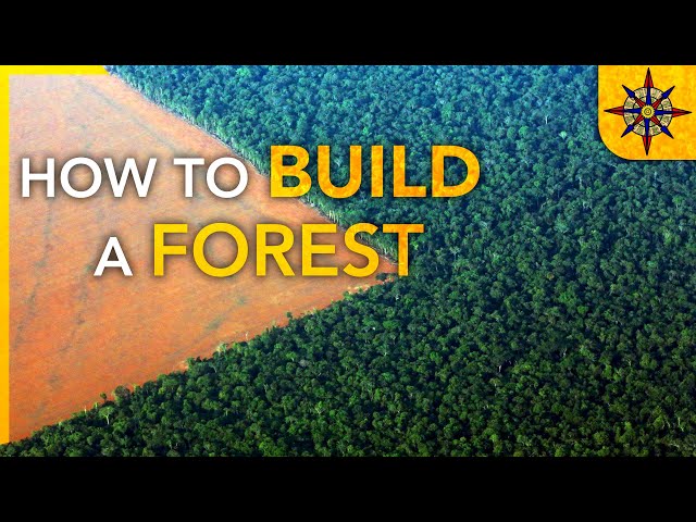 How to Build a Forest