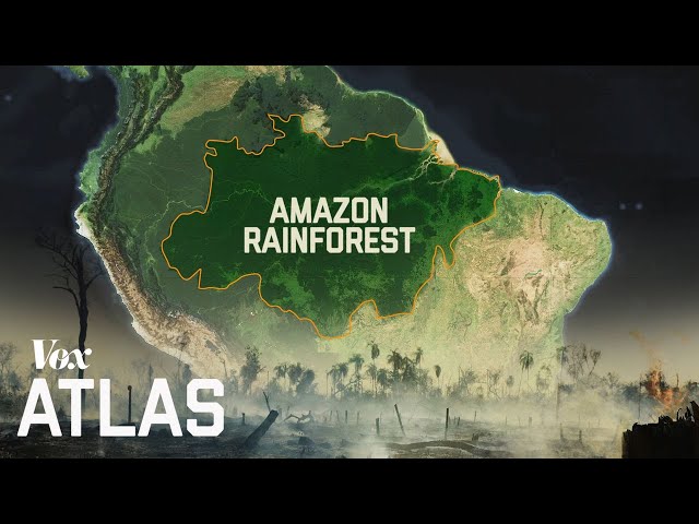 The destruction of the Amazon, explained